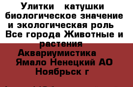 Улитки – катушки: биологическое значение и экологическая роль - Все города Животные и растения » Аквариумистика   . Ямало-Ненецкий АО,Ноябрьск г.